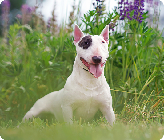 bull-terrier-1